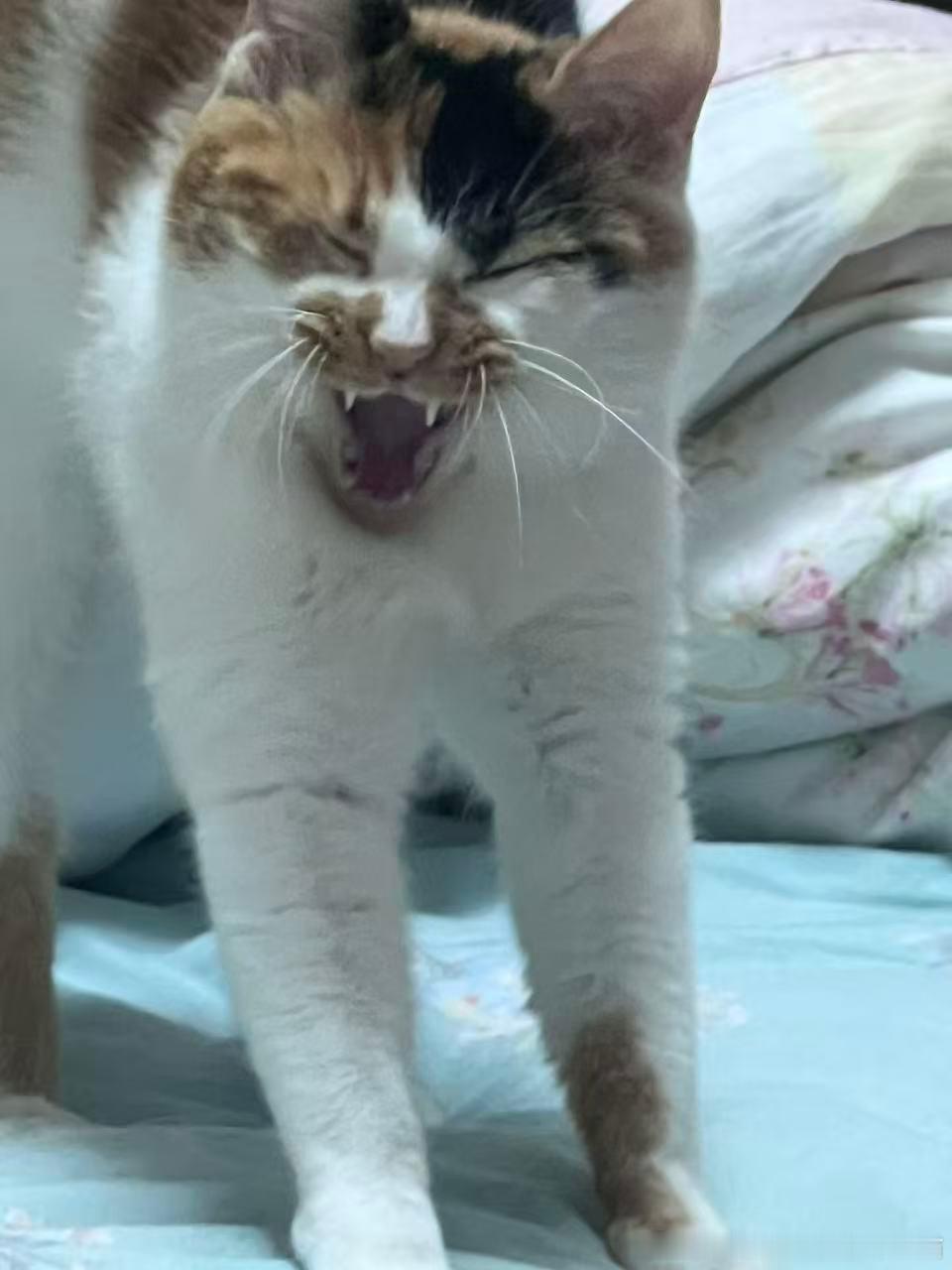 50576【丑猫】有力气 