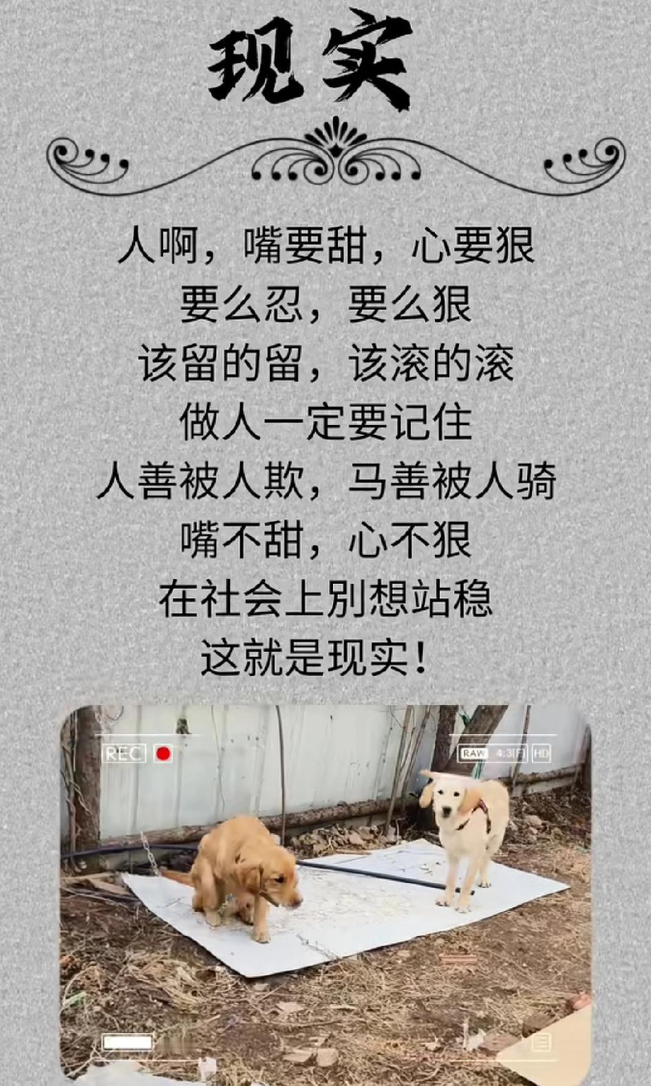 人生的路途充满了荆棘和坎坷，即使再小心翼翼，也难免会划破皮肤。

社会就像一个大