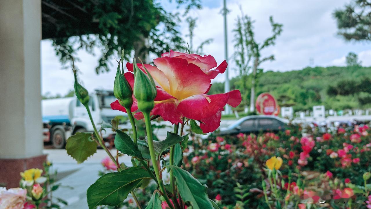 在百花之中，月季不挑地方，随便一扎根，便蓬蓬勃勃地生长；它也不挑时节，春天开，夏