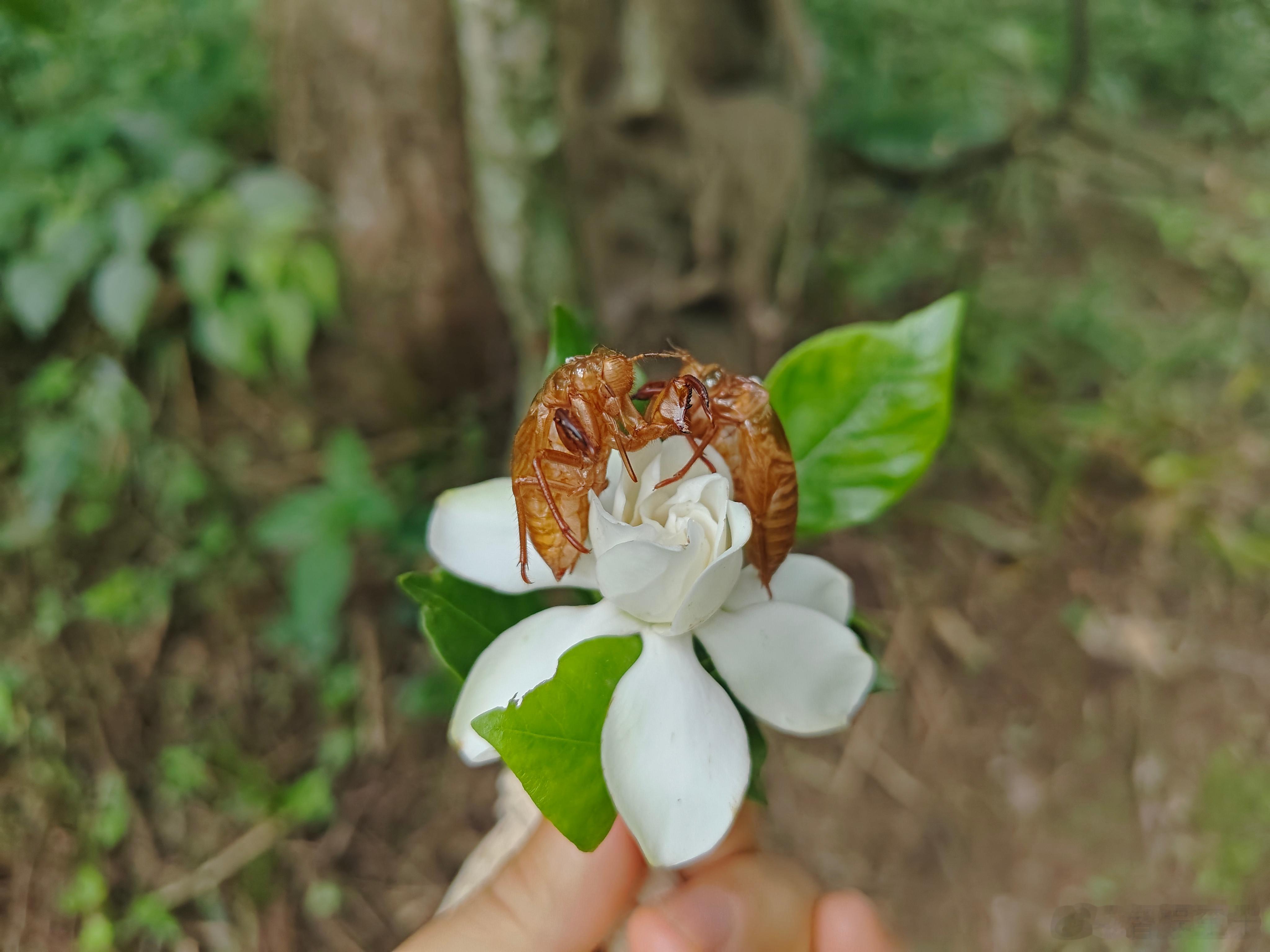 花花世界，财源滚滚！今日拜访财神庙附近的山野，郁郁葱葱中，点缀色色，遥拜财神！成