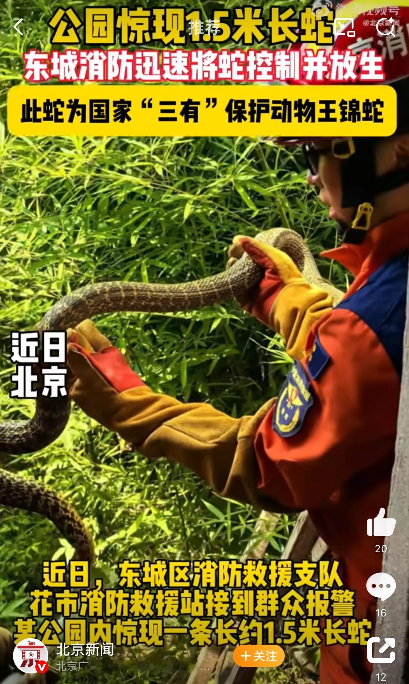 北京东城一公园出现1米5长蛇该蛇为国家“三有”保护动物王锦蛇，属大型无毒蛇类，通