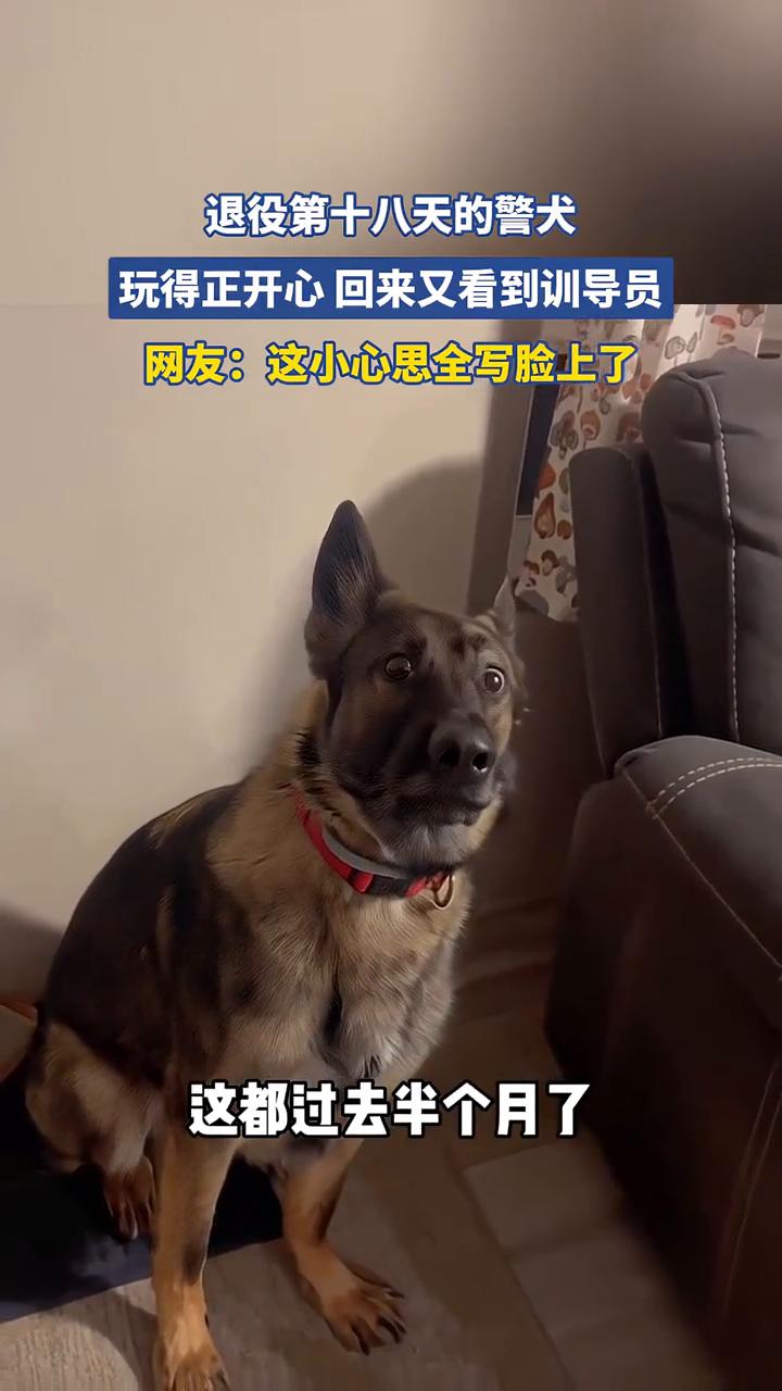 退役第十八天的警犬玩得正开心，回来又看到训导员。网友：这小心思全写脸上了。
这都