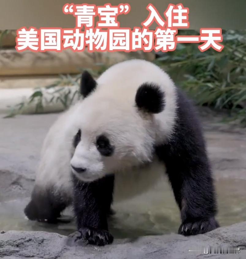 刚刚看到凤凰卫视驻美记者王冰汝发布的一个作品，冰汝兴奋的说道，我的老乡来华盛顿了
