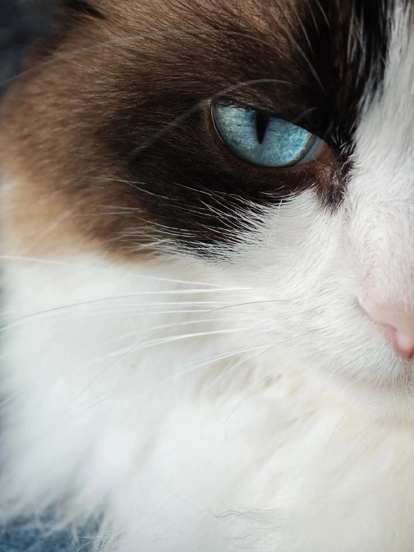 给你们看看 奶茶。奶茶可不可爱？≡ω≡