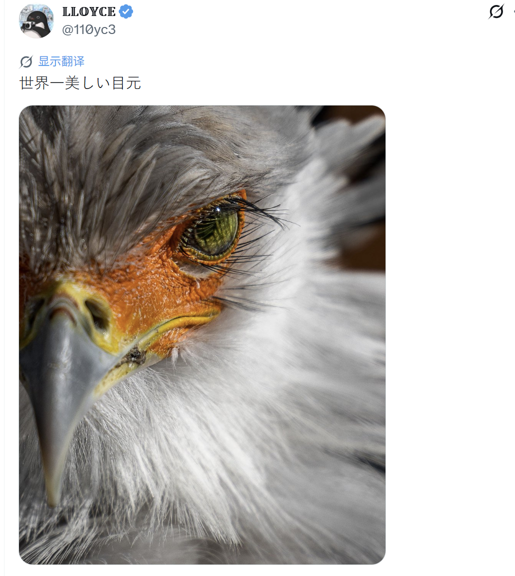 蛇鹫大王依旧美如画