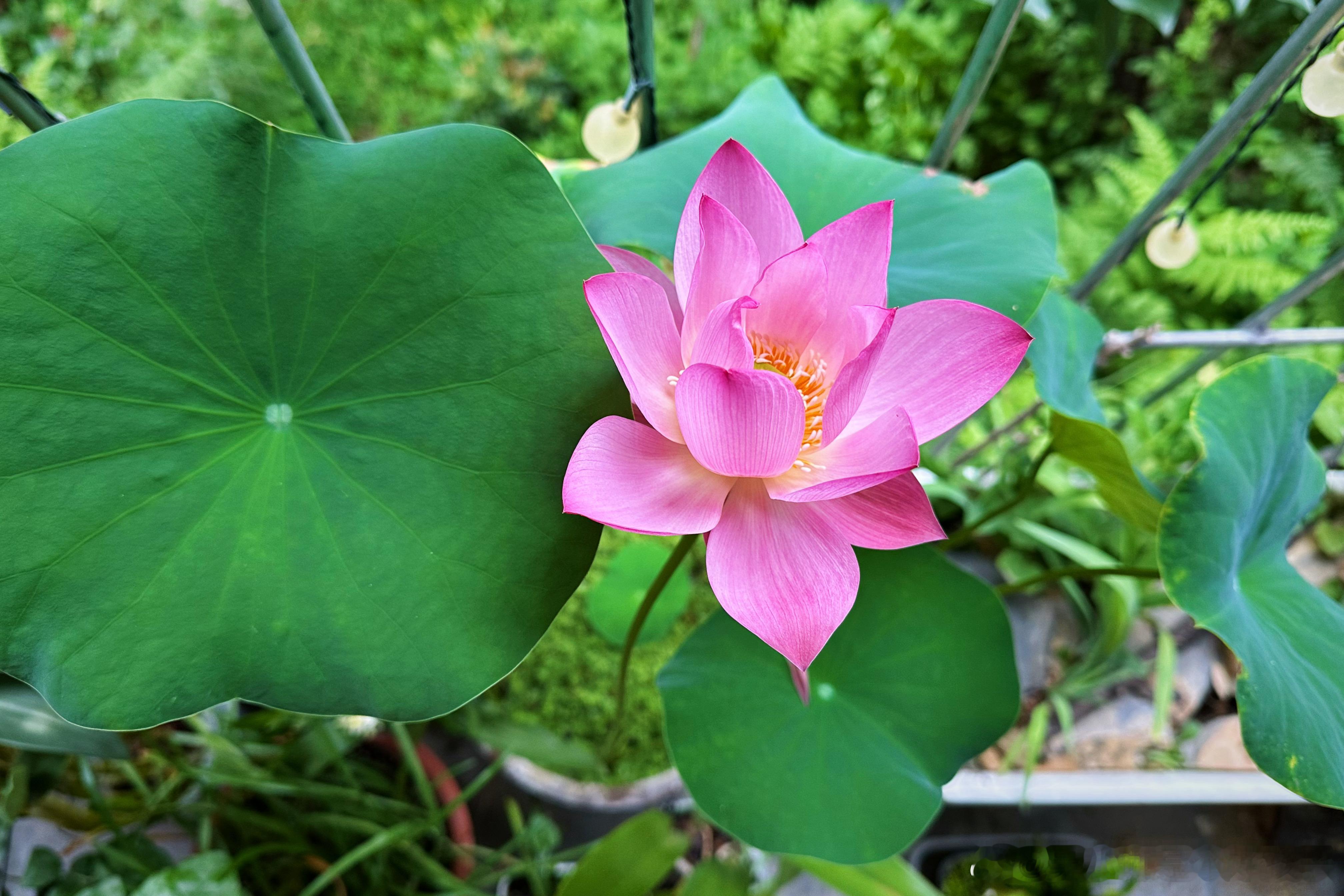 夏 • 荷吴小咖与小茉莉的小花园