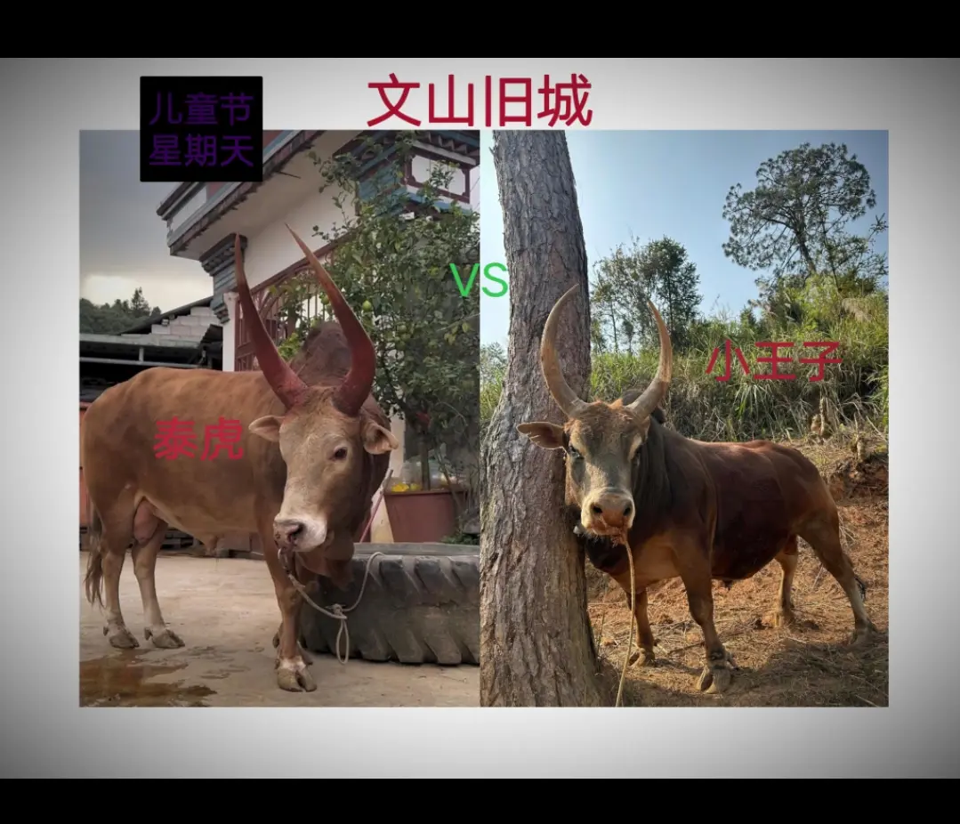 下面几场名牛大架陆续来袭！ 泰虎vs小王子 黑熊vs汉宝宝 散打王vs...