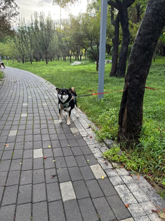 这么犟的狗，我有两只，它还用眼神骂我