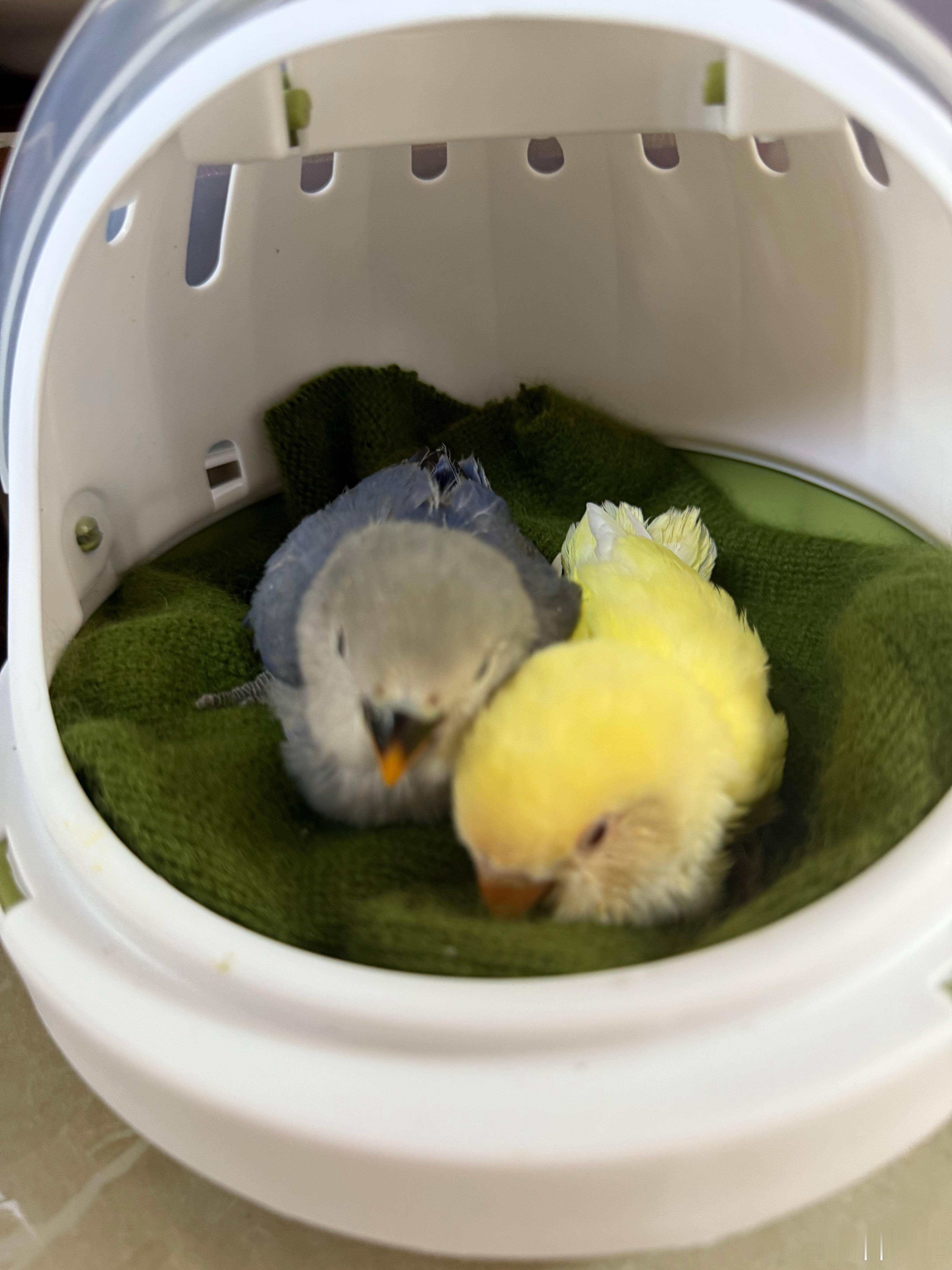 在老家给家里人买了两只小鹦鹉🦜 好可爱 在考虑要不要在杭州也养了 但是害怕丸子