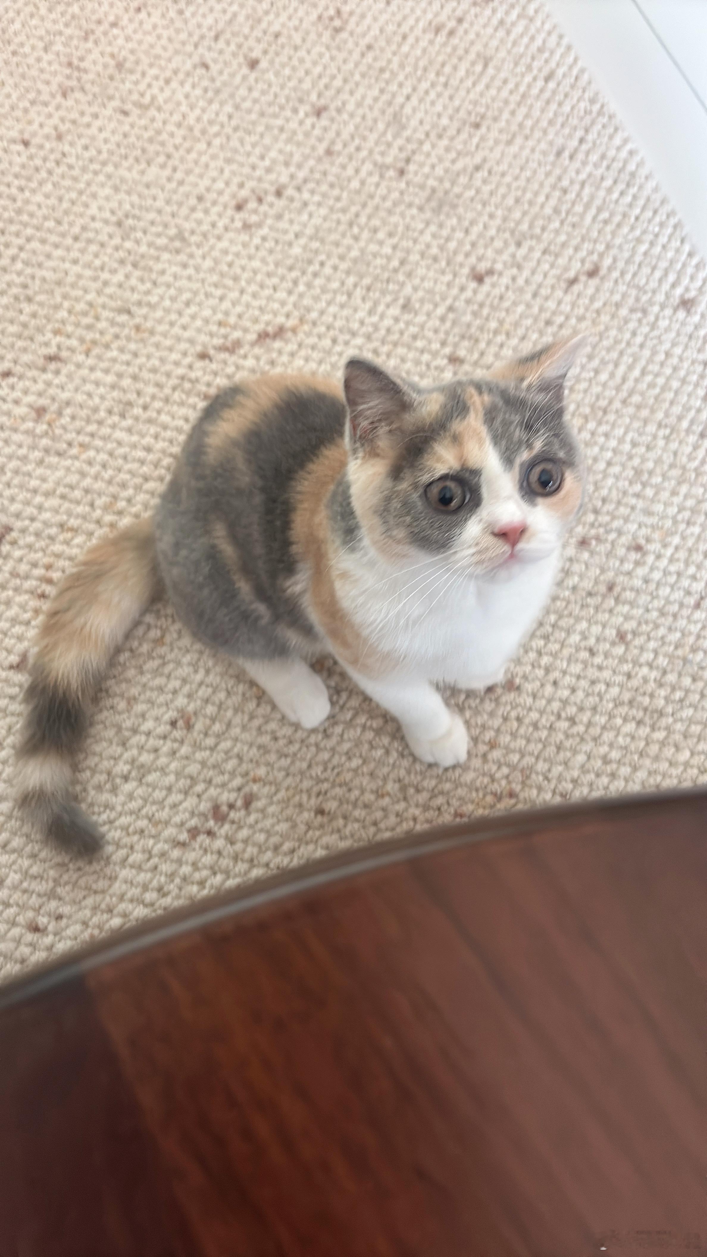 国际猫咪日祝小猫咪节日快乐小猫咪节快乐，芝麻节日快乐！ 