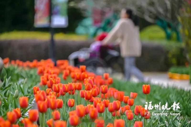 【温泉公园郁金香花展正月初一开展】

春节期间2.6万余株、近9000盆郁金香展