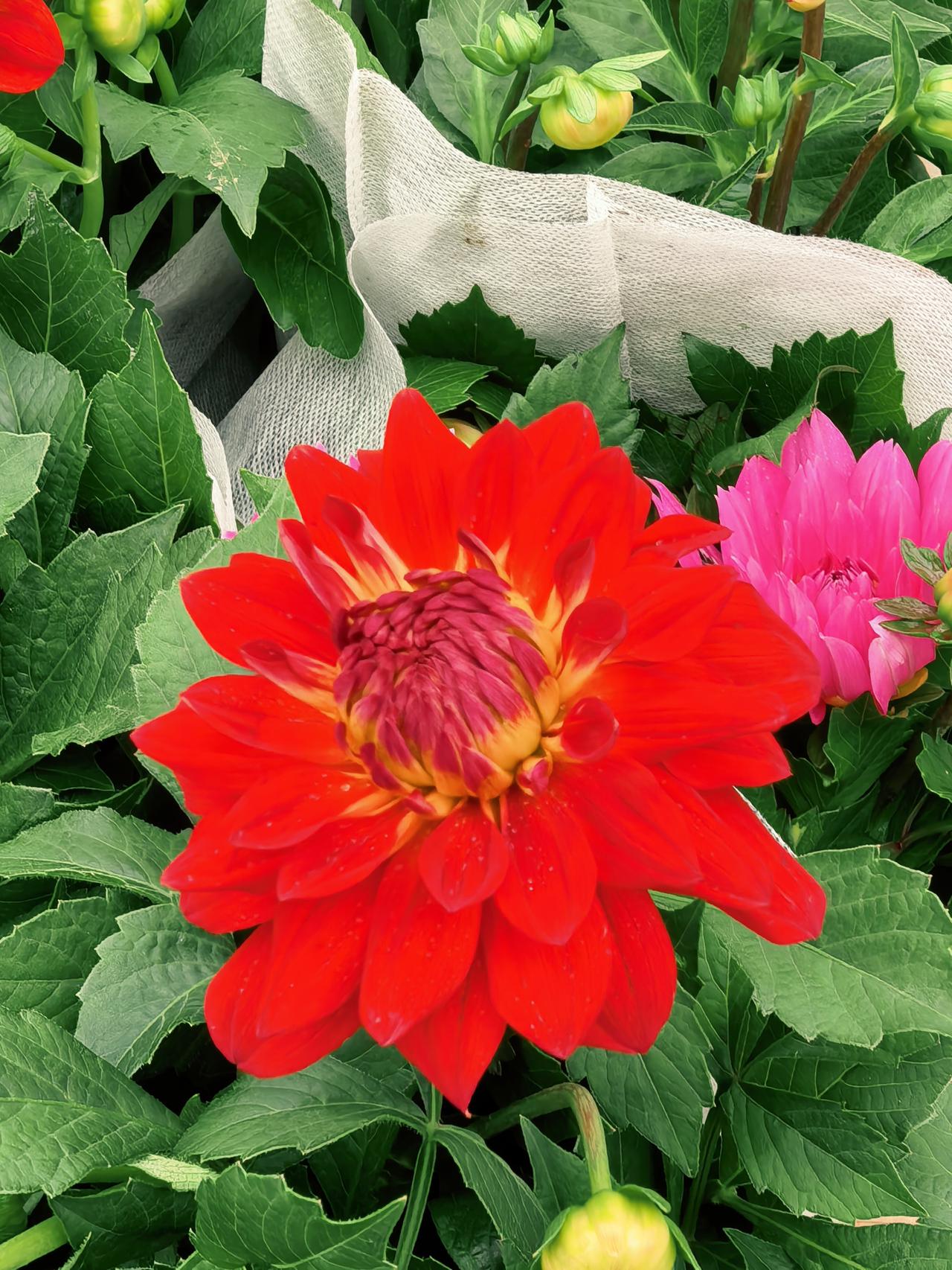 今天天气：晴
我的心情：轻松愉快

鲜花烂漫，五彩斑斓、姹紫嫣红，美得令人陶醉！