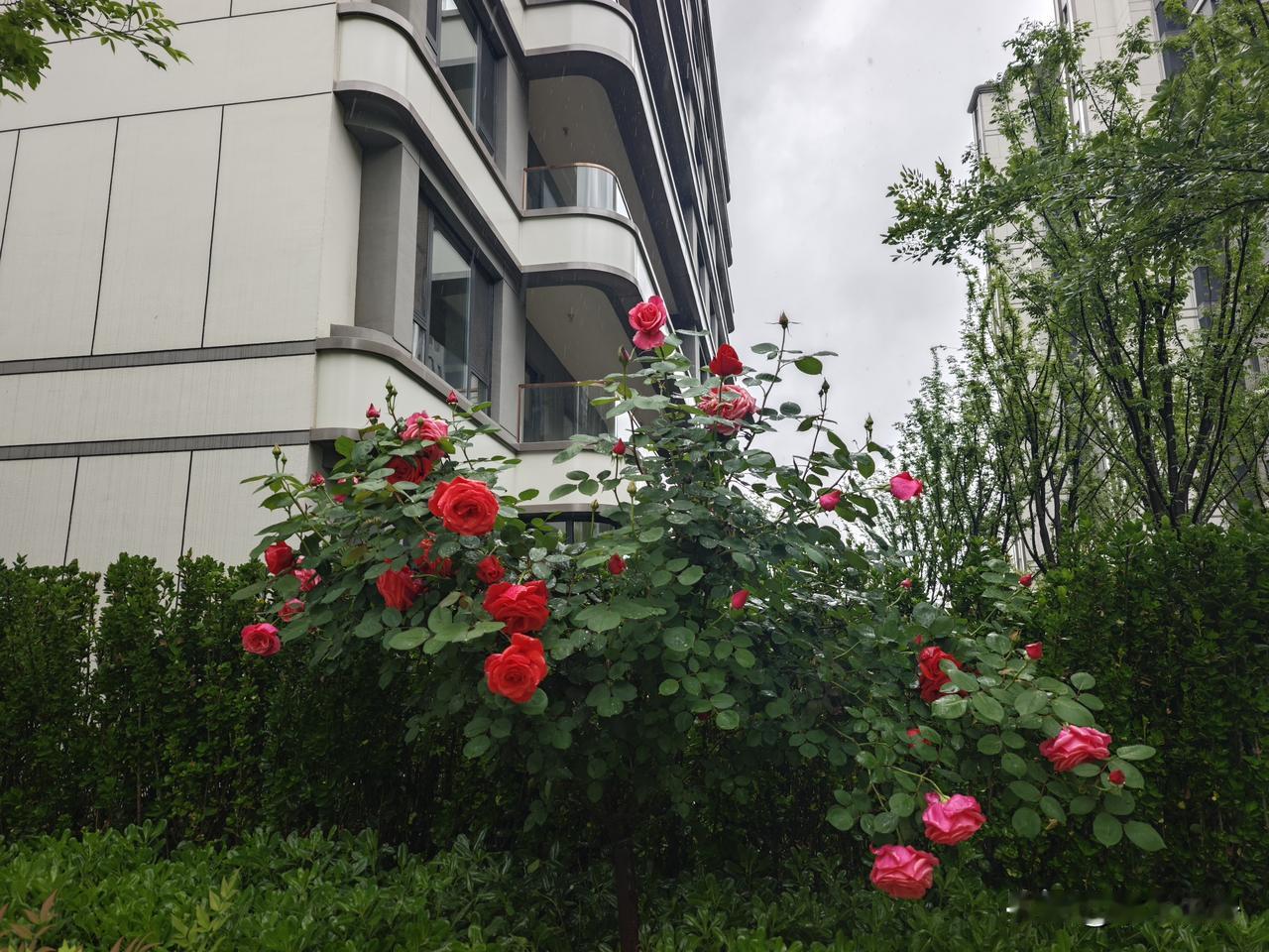 西安高新三期中海再拿一块地
经过62轮竞价，最终由中海地产以总价172150万元