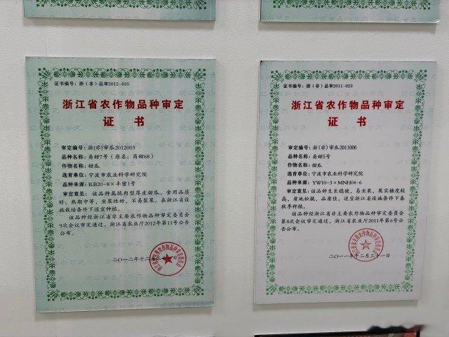 宁波育种专家培育甜瓜铺就甜蜜致富路 市农科院高级农艺师臧全宇深耕甜瓜育种20余年