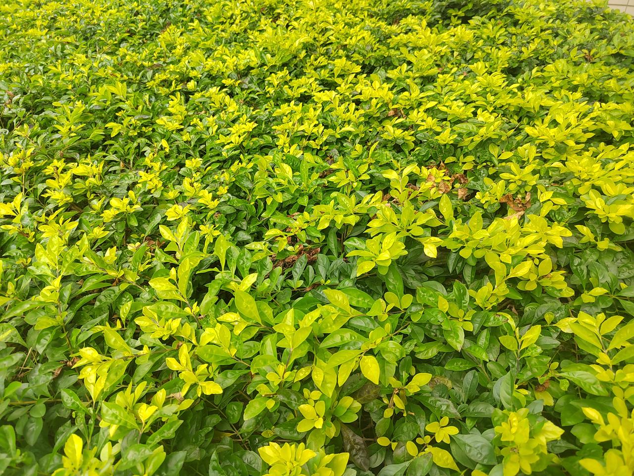 冬日里春意盎然，雪下藏有未绽的芽，像一封封未拆的信。阳光一照，冰凌滴成清脆的铃声