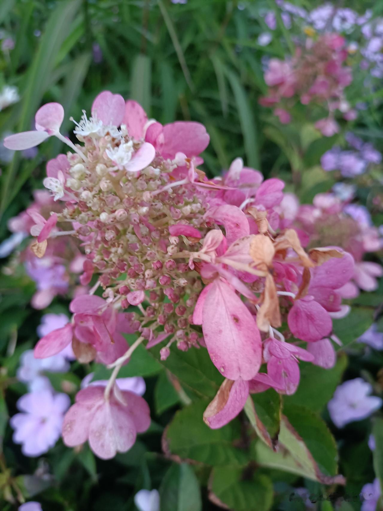 粉色绣球花，不与繁花争艳，只静静盛放。

9月20日，公园实拍。
 
叠瓣团团缀
