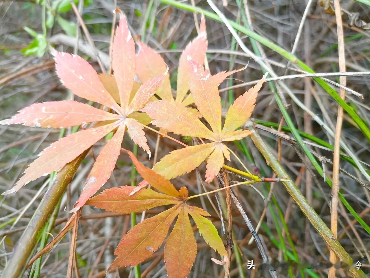 《悟人生》
岁月匆匆似水流，
人生如梦几春秋。
历经风雨心犹定，
笑看繁华意自悠