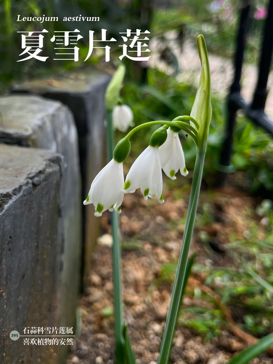 福州植物打标395｜清新典雅的夏雪片莲