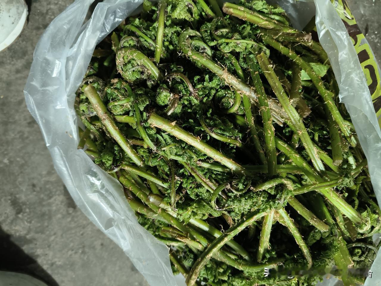 昨天村里的邻居去采了一些水蕨菜，
给送来了一大口袋。

嫩嫩的，
很新鲜。

好