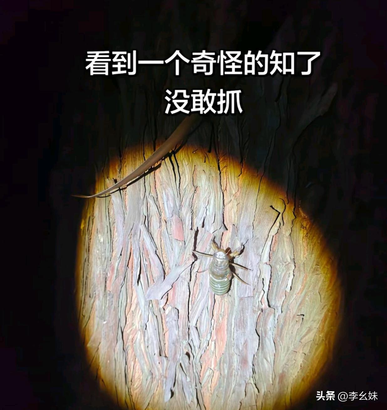 他怎么长这样都绿了，没敢动他