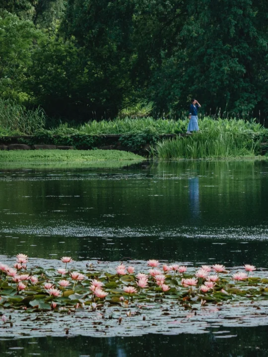 终于开了🪷茅家埠睡莲最全打卡点（附地图）