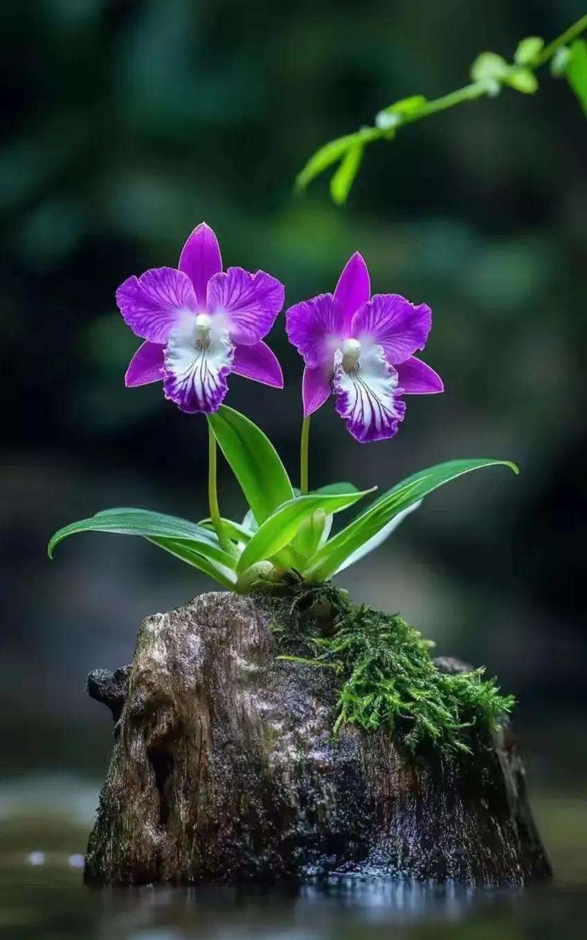 『百花齐放』紫花绿叶翠，清露润芳菲。岩上小花拍出不一样的美感[灵光一闪][来看我