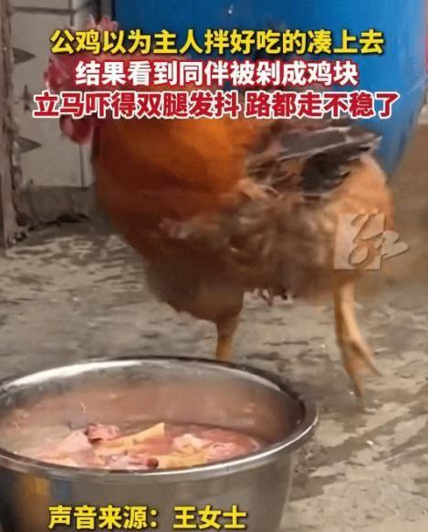 贵州毕节，一只大公鸡屁颠屁颠凑上前，满心期待主人又拌了好吃的。可当它探头一看，水