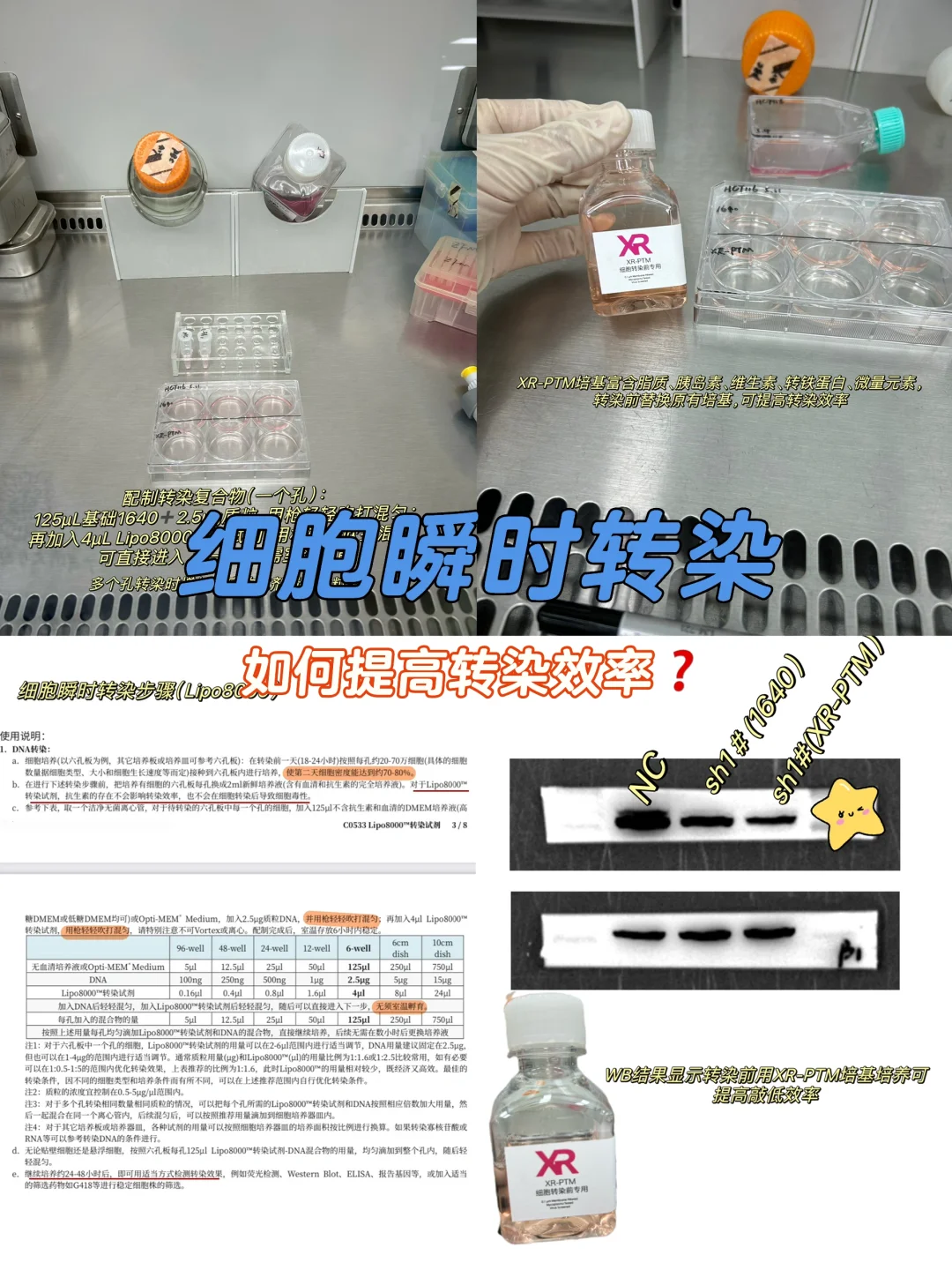 细胞瞬转质粒/注意事项及优化❗