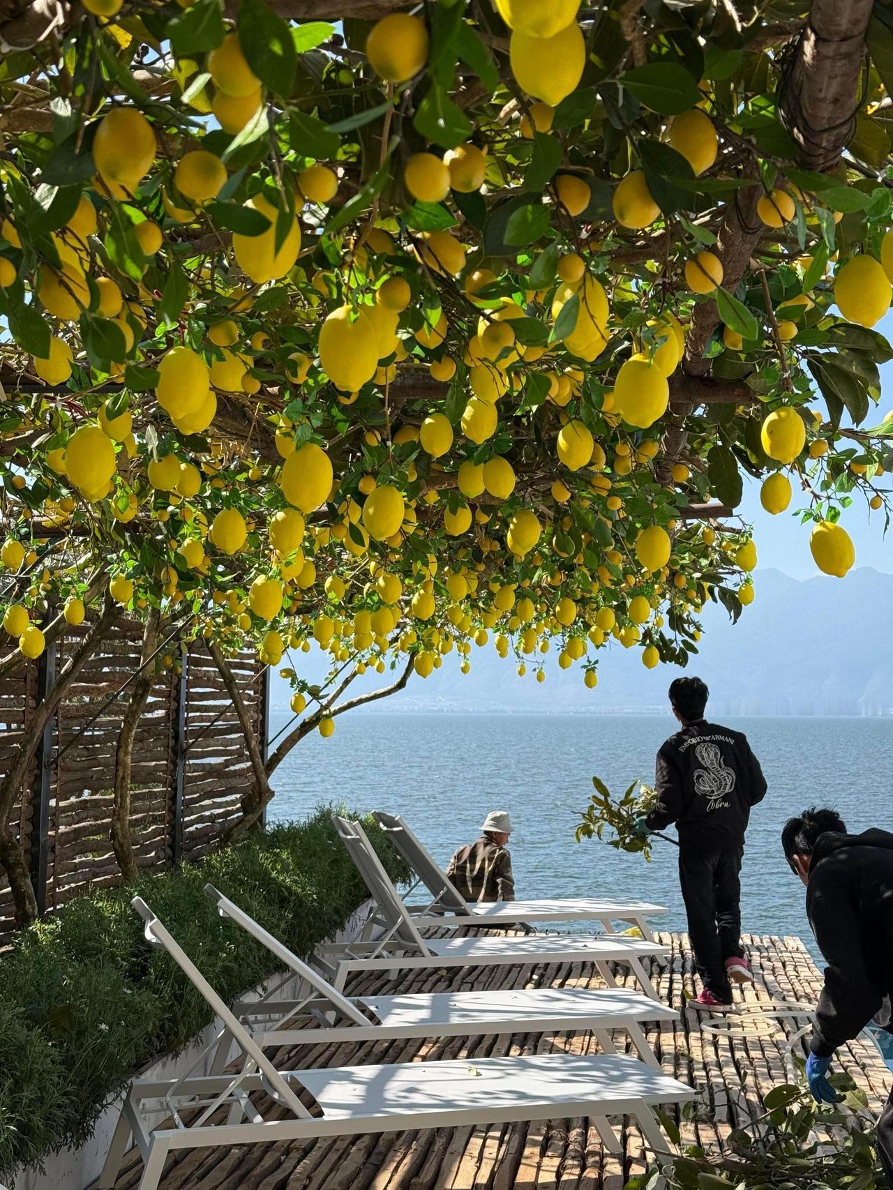 别着急赶路啊 ，抬头看看这美丽的春天 ​​​！