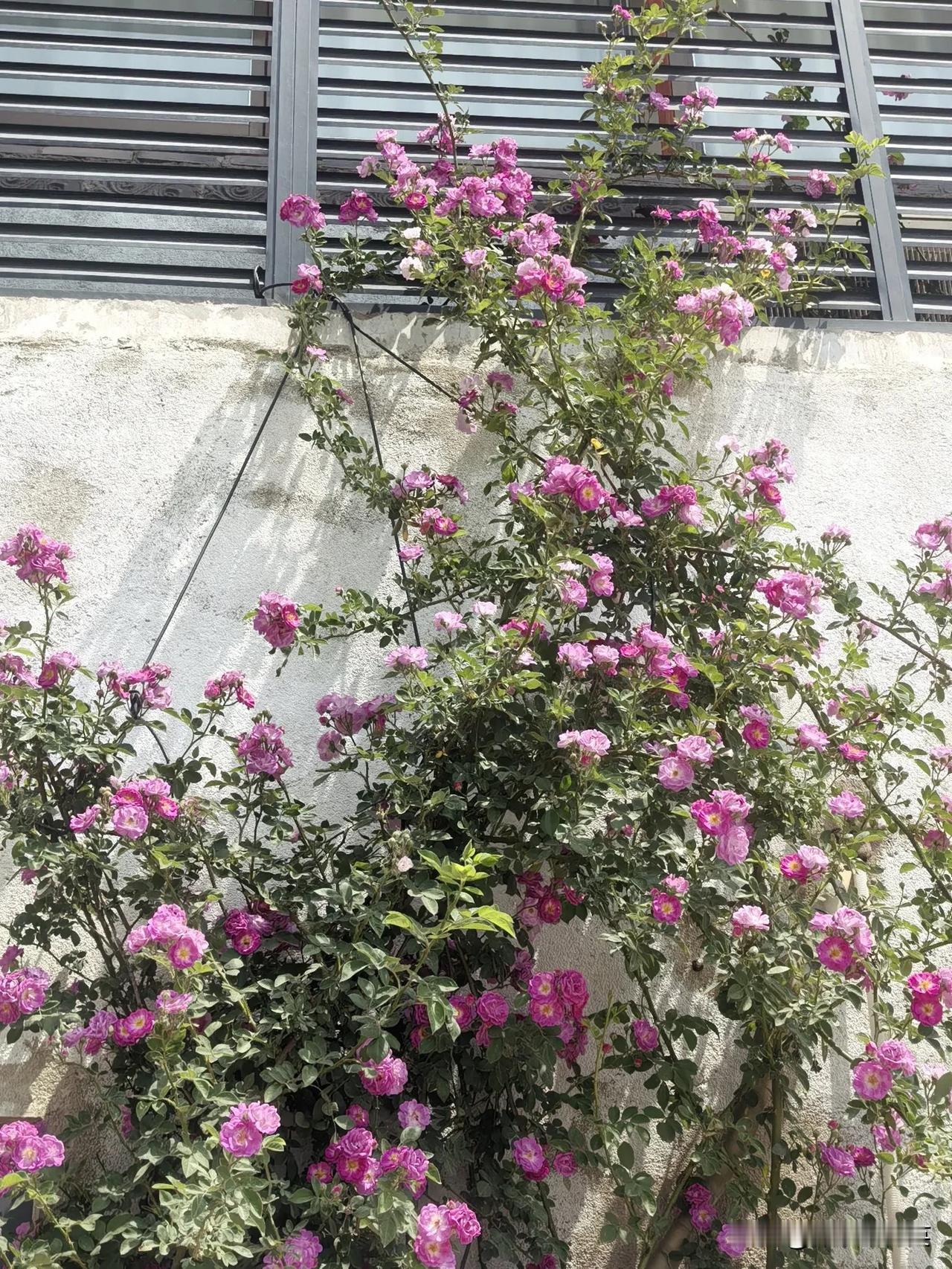去元氏县一个木雕博物馆， 里面种满了各种花卉，大多数我都不认识，大家谁能告诉我图