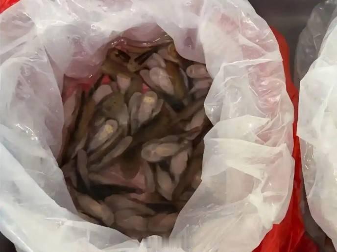 女子裙内查获229条活鱼，海关当场查获，现在的人为了利益真是啥也能藏呀