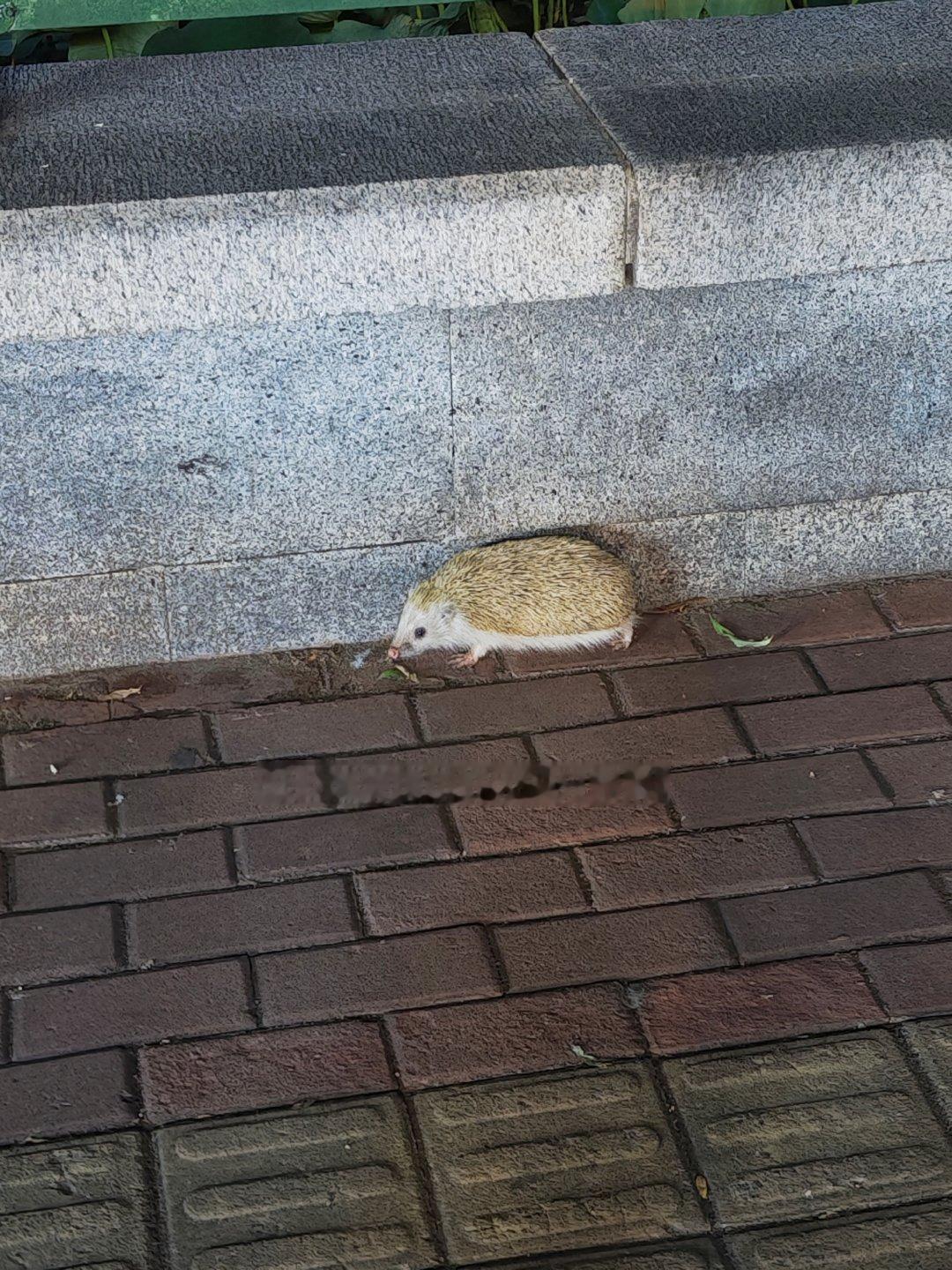 又是好久没发plog 