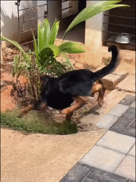 狗把眼镜蛇的身体咬断了 ​​​