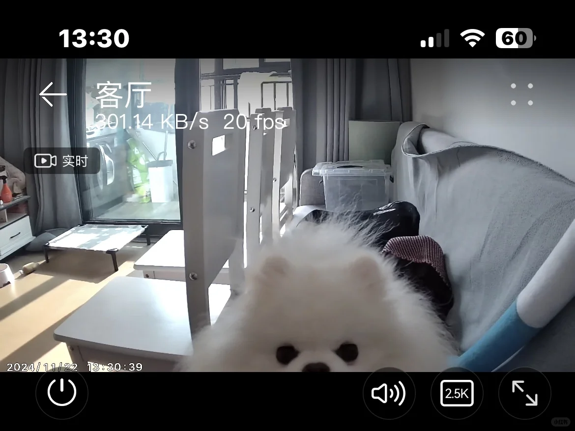 终于知道狗子 腿怎么断的了