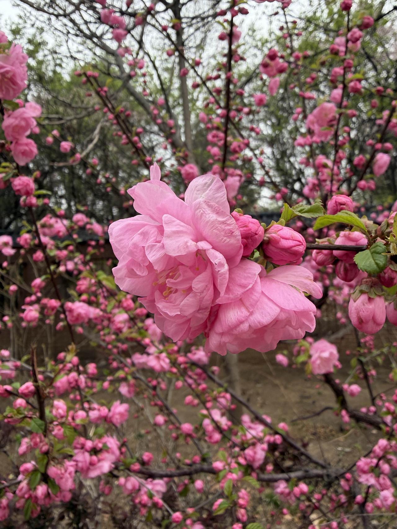 樊振东在适当的时候选择离开早已厌倦的饭圈，去一个安静的地方打纯粹的乒乓球🏓，真