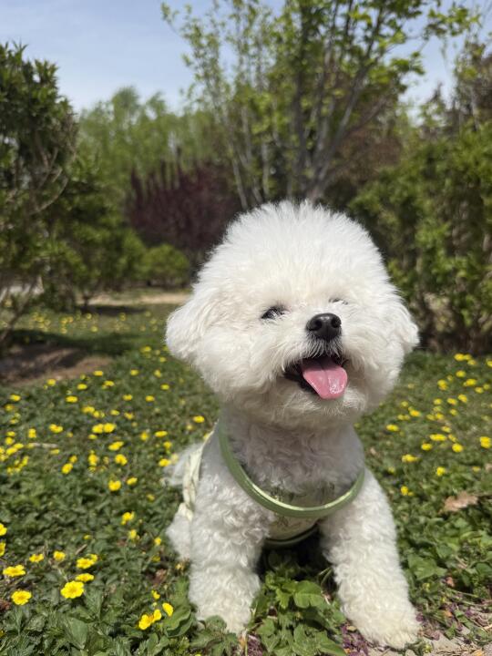 🌼姨姨快看这有fufu