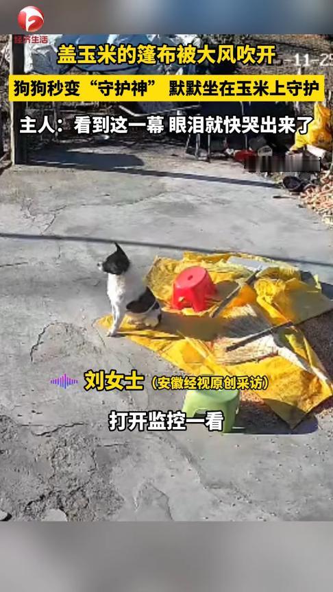 万物皆有灵！11月26日，江苏宿迁，一女子用篷布盖好玉米，不料晚上起了大风，篷布