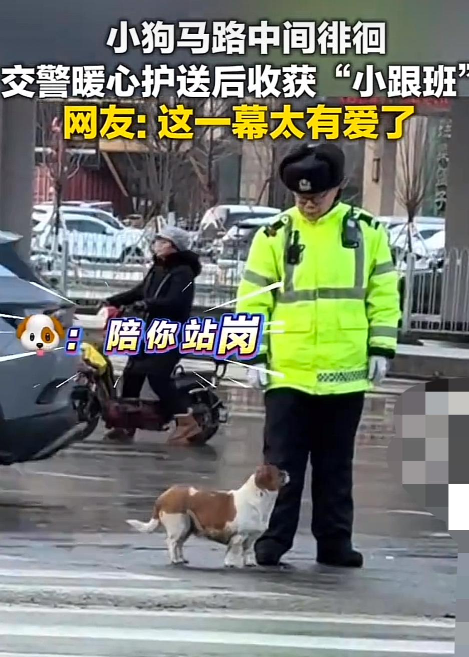 小狗马路徘徊，交警护送后收获小跟班！

在呼和浩特一立交桥上车流飞驰，一只小柯基