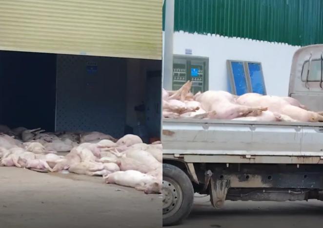 这事儿闹的！有网友调侃：“这年头，猪的退休生活都比咱想象中早啊！”要我说，真应了