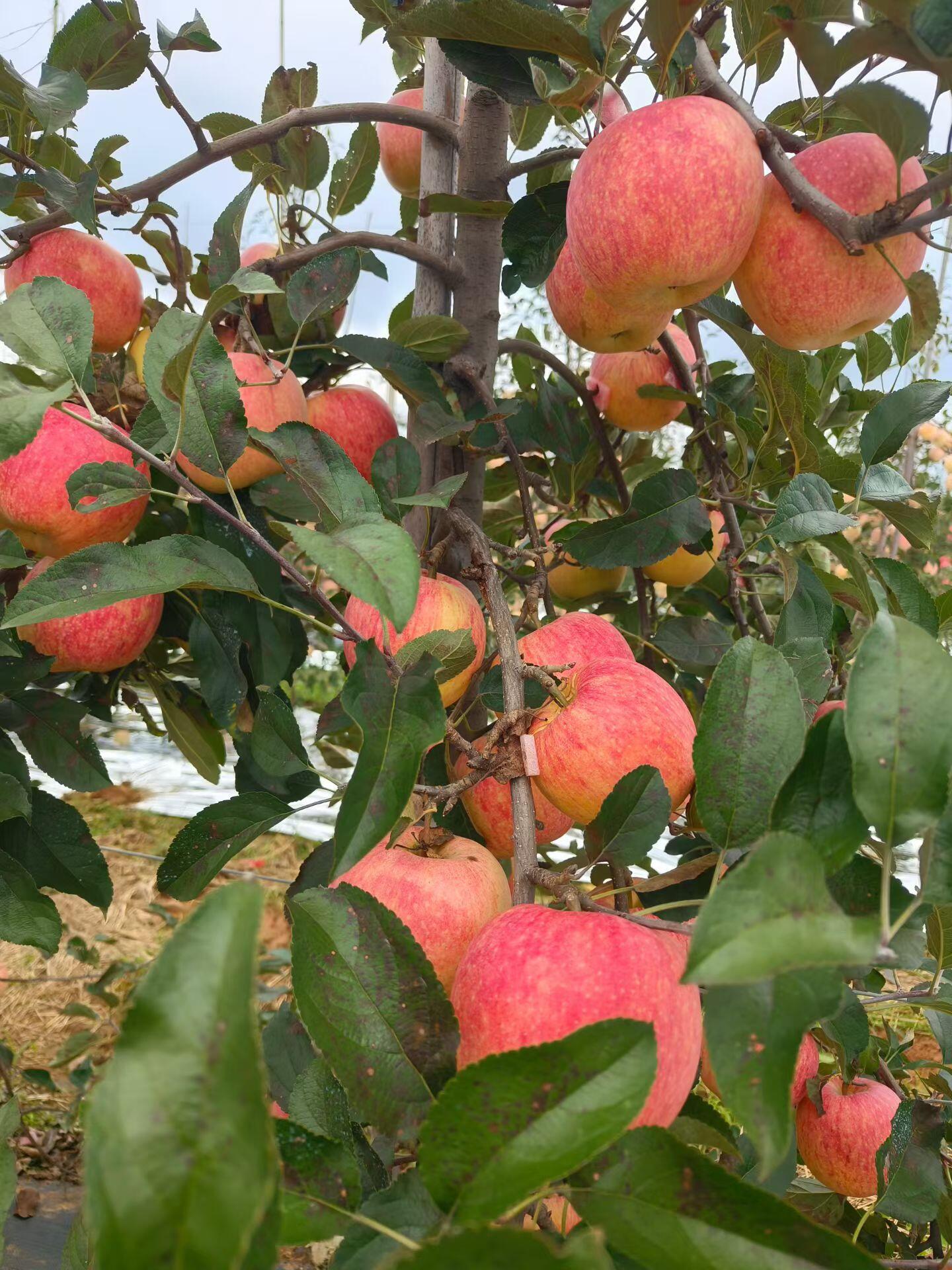 秋日暖阳正好，孩子跟着爷爷奶奶走进果香满满的苹果园。枝头挂满红彤彤的苹果，沉甸甸