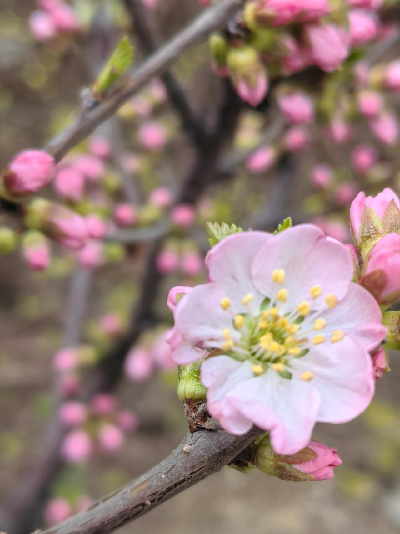 春天来了，天蓝了，地绿了，树抽绿芽了，花开了，我们的心也跟着亮起来了，处处都是生