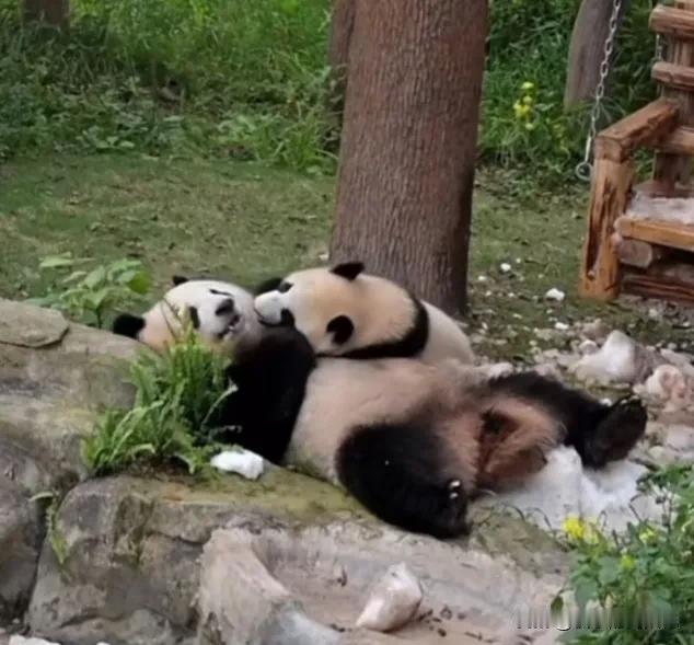 良月怀抱着小月亮躺在一堆冰雪上面玩，疯狂亲吻小月亮，简直是爱惨了这个宝贝女儿呀！