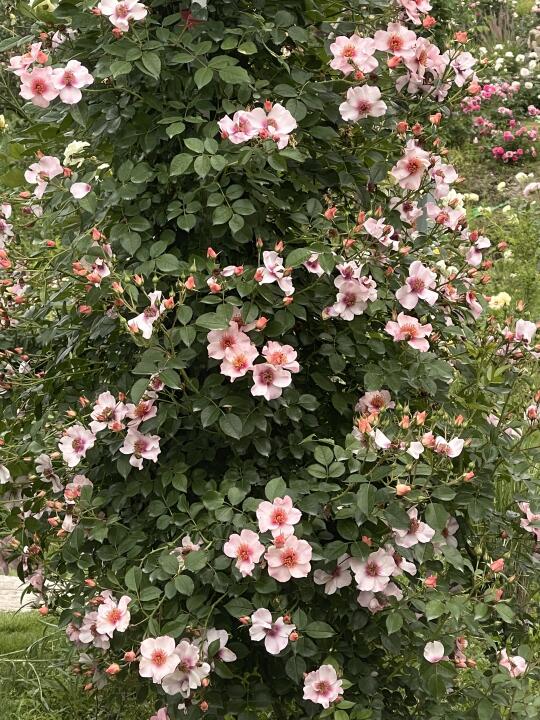 月季春花结束