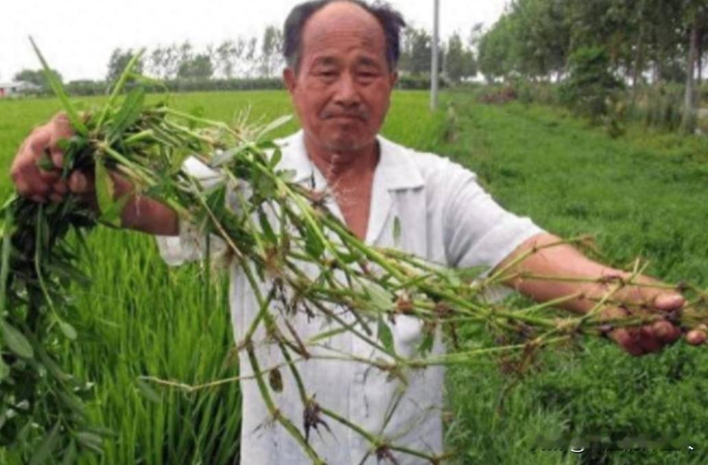 90年前，日本人将一种毒草带到中国，并大面积种植，泛滥成灾后差点导致我国农作物绝