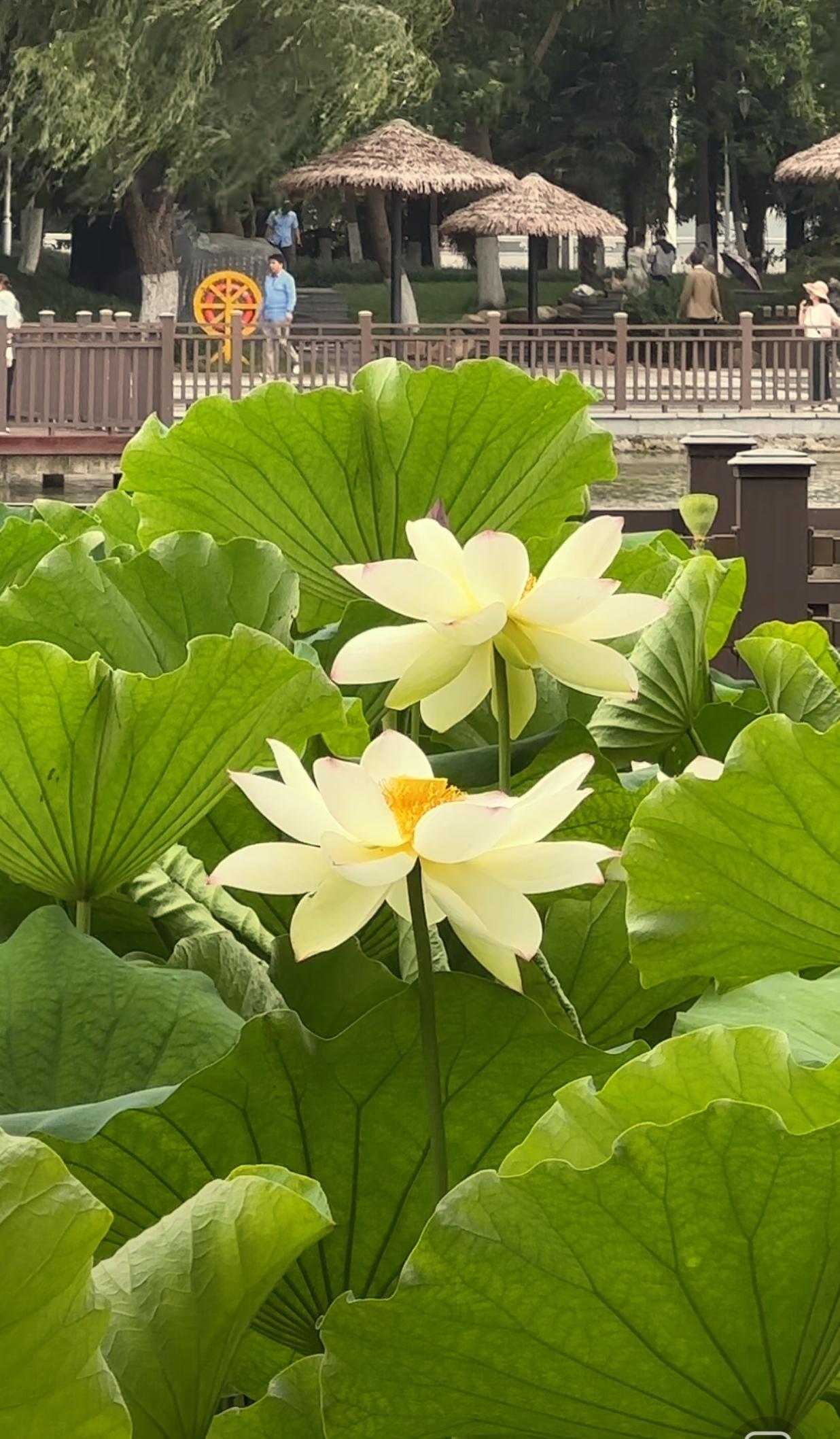 谁有花草照片，可以晒下吗随手拍～