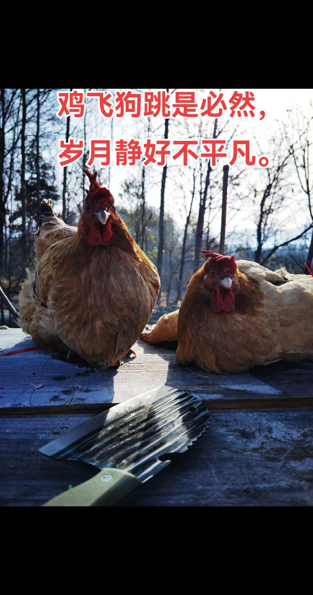 生活最好的样子是懂得渡生活的难，也懂得谢时光的暖。柴米油盐，烟火人间，看世界，爱