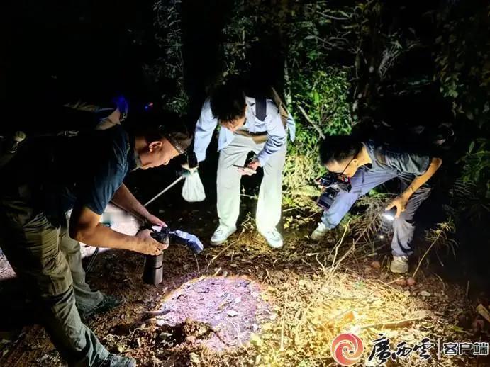 广西花坪惊现特有新物种！广西两头蛇现身，生态保护再迎重磅成果
 
近日，广西花坪