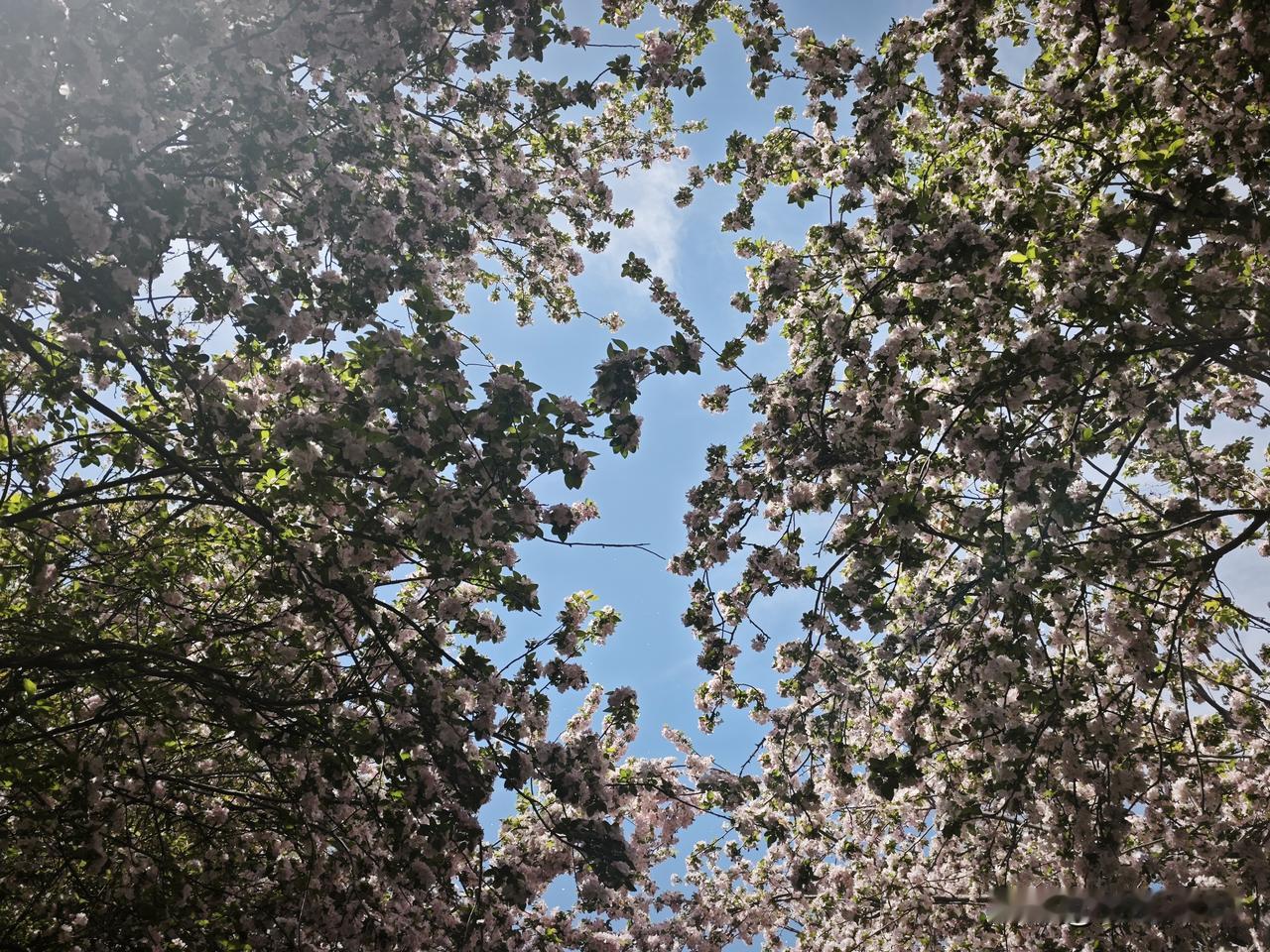 前几天我看那个网友的文章说我们这个小作文在头条里怎么变现？怎么能让他的流量更多？