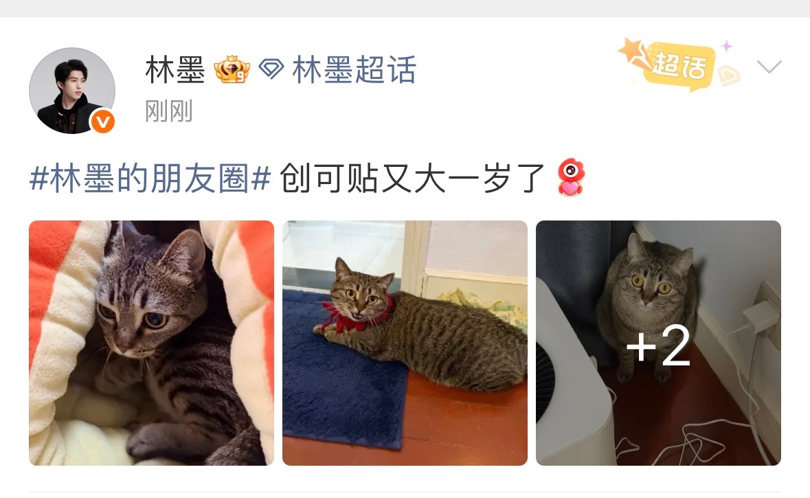 娱乐林墨的猫两岁了林墨的猫今天生日 林墨的猫创口贴今天已经两岁了 