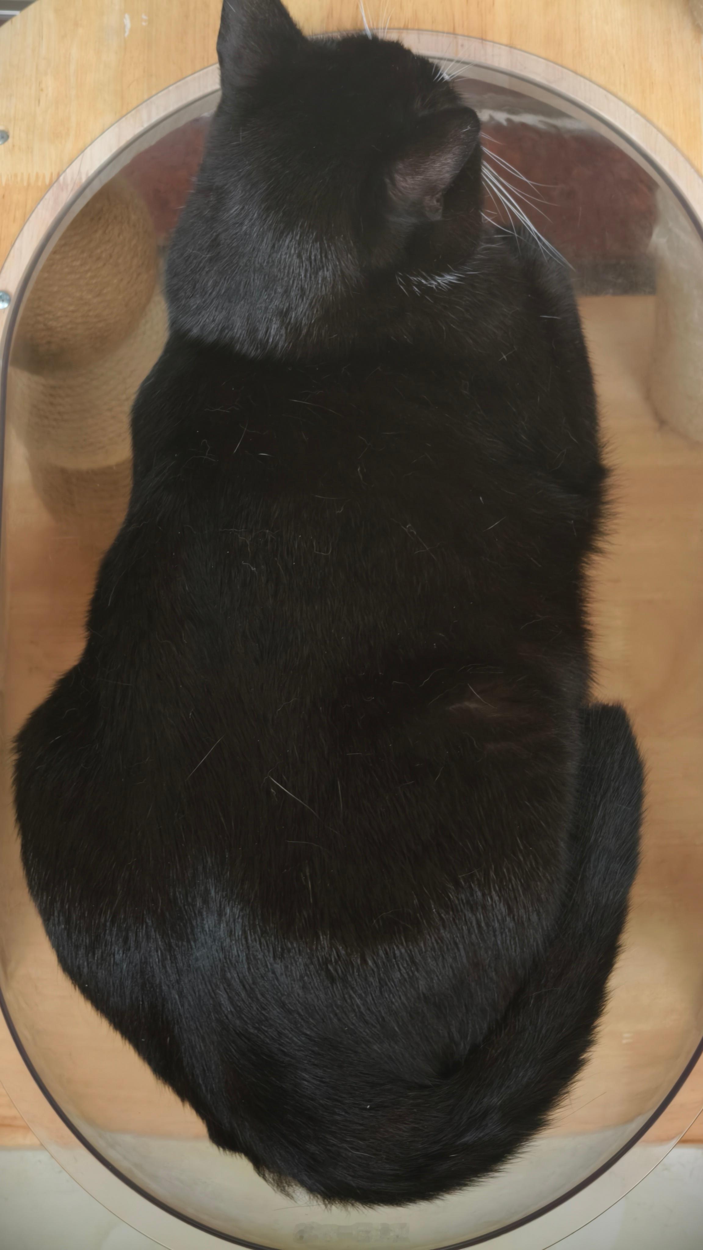 大牛 ​​​